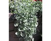 Dichondra argentea Dichondra argentea
