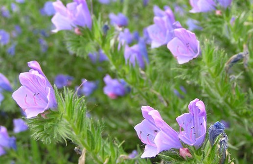 Blå snokört 'Blue Bedder', blommor