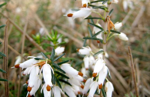 Vit vårljung 'Springwood White', blomma