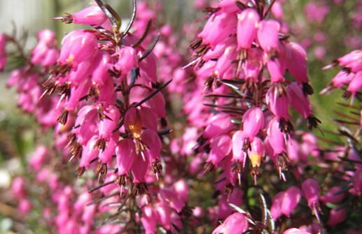 Vårljung 'Winter Beauty', blomma