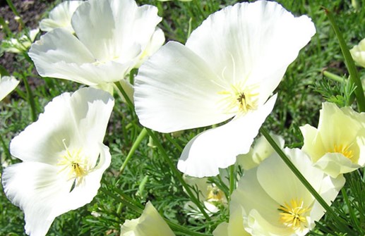 Sömntuta 'Alba', blomma