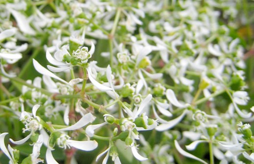 Snötörel, blommor