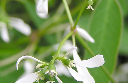 Snötörel, blomma