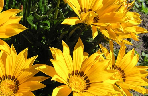 Gazania KISS-SERIEN 'Yellow'