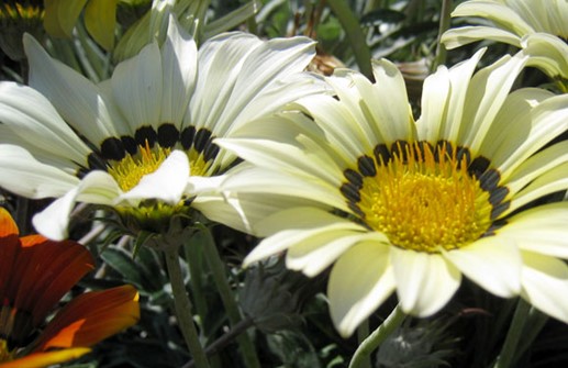 Gazania KISS-SERIEN 'Frosty Mix'