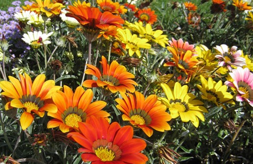 Gazania KISS-SERIEN 'Frosty Mix'