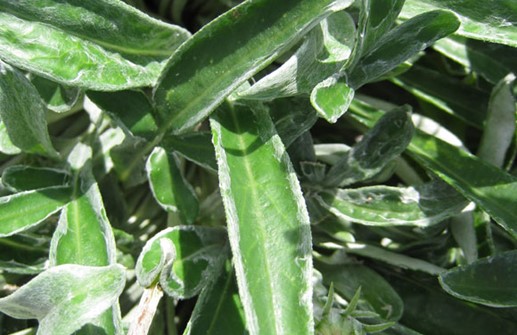 Gazania, blad