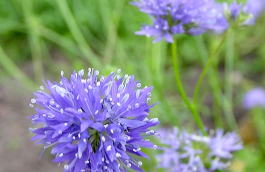 Bollgilia, blomma