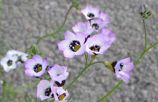 Bukettgilia, blomma