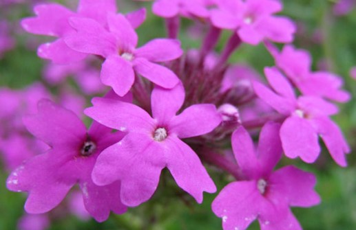 Doftverbena, blomma