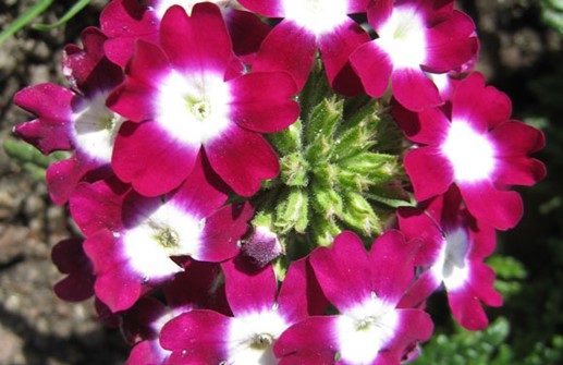 Trädgårdsverbena 'Quartz Burgundy'