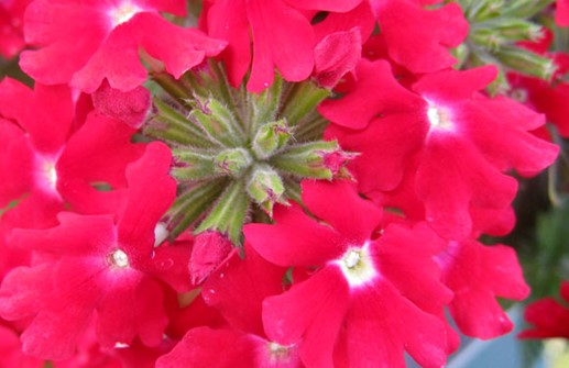 Trädgårdsverbena, blomma