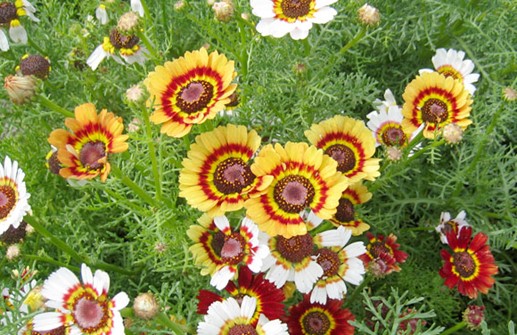 Ringkrage 'Confetti', blommor