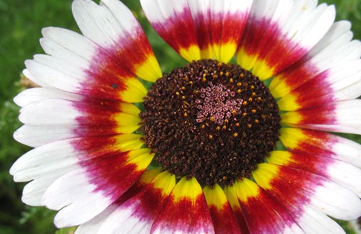 Ringkrage 'Confetti', blomma