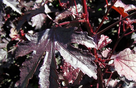 Blodhibiskus 'Red Shield', blad