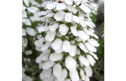 Blomsteriberis 'Iceberg', blomma