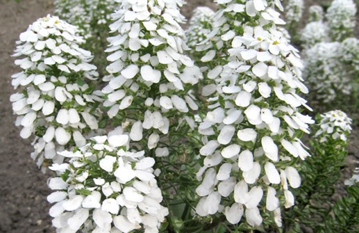 Blomsteriberis 'Iceberg'