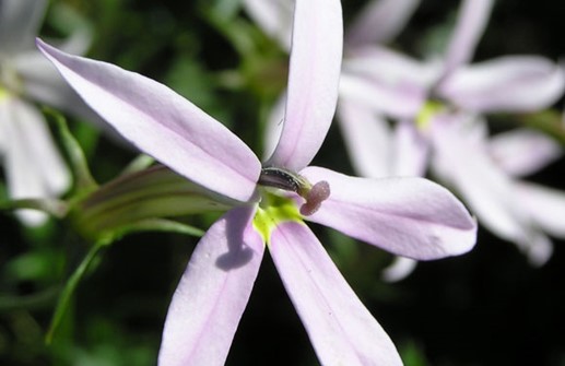 Blå stjärnlobelia, blomma