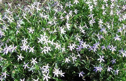 Blå stjärnlobelia i rabatt