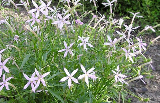 Blå stjärnlobelia