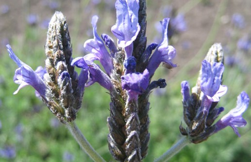 Sommarlavendel 'Origano', blomma