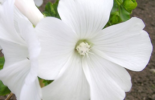 Sommarmalva 'Silver Cup', blomma