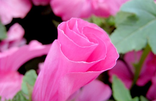 Sommarmalva 'Twins Hot Pink'