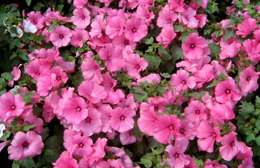 Sommarmalva 'Twins Hot Pink'