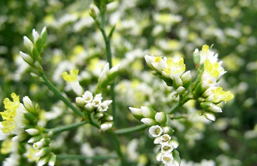 Slöjrisp 'Elegant', blomställning