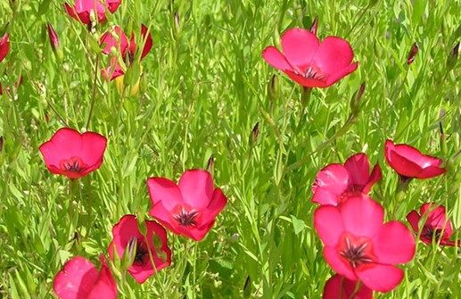 Blomsterlin 'Rubrum', blomma