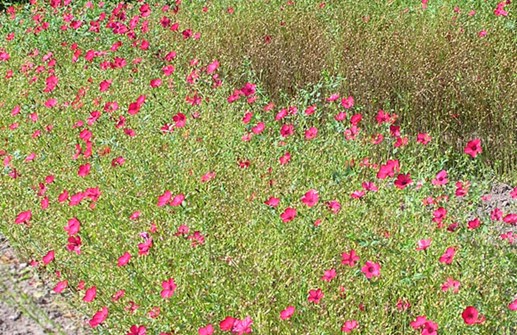 Blomsterlin 'Rubrum' i massplantering