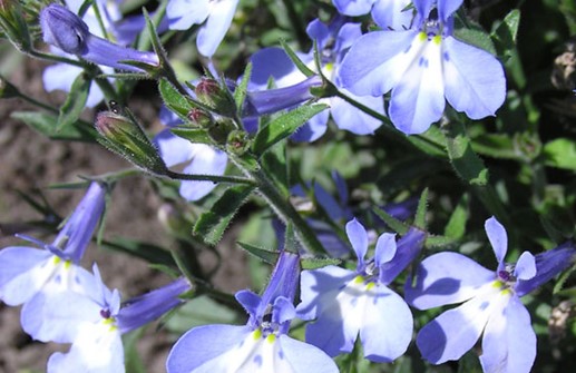 Kaplobelia 'Hot Artic', blomma