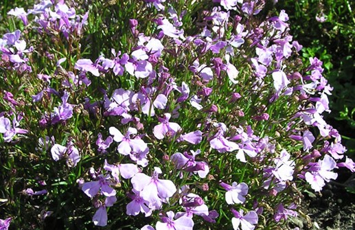 Kaplobelia 'Riviera Liliac'