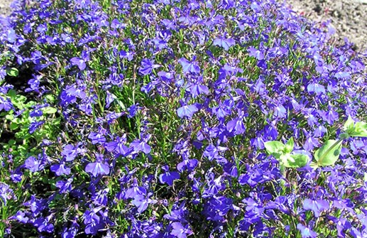 Kaplobelia 'Riviera Marin Blue'