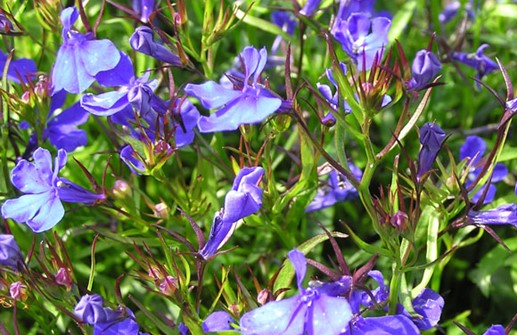 Kaplobelia, blomma