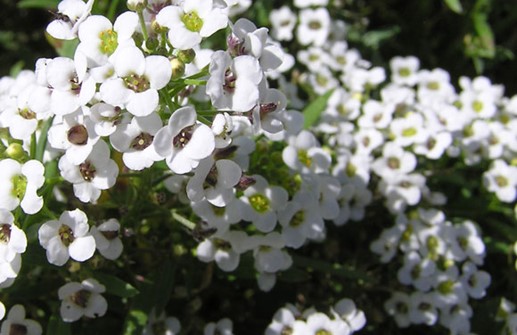 Strandkrassing 'Tiny Tim', blomma