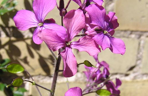 Judaspenningar, blomställning