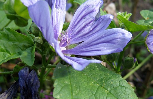 Rödmalva 'Mystic Merlin'