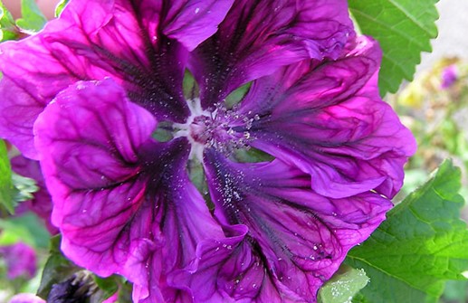 Rödmalva 'Purple Satin', blomma