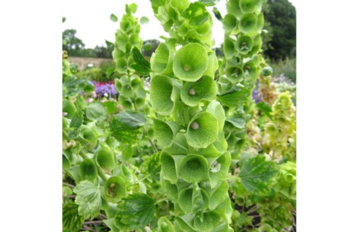 Musselsyska, blomställningar