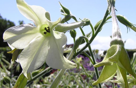 Stor blomstertobak 'White', blomma