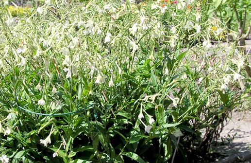 Stor blomstertobak 'White'