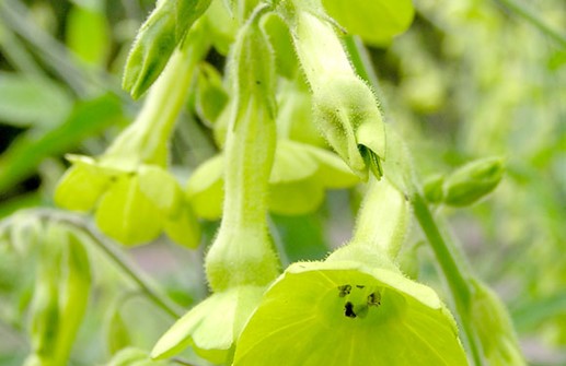 Klocktobak 'Lemon Tree'