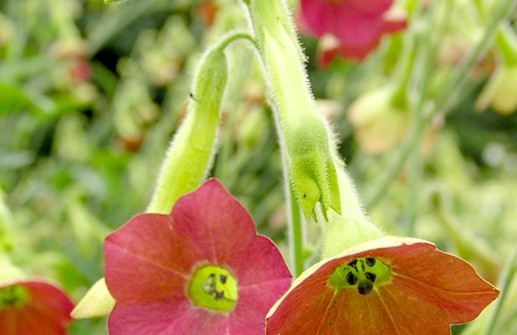 Klocktobak 'Tinkerbell', blomma