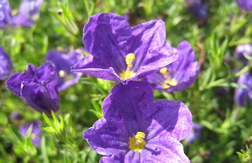 Nierembergia 'Purple Robe', blomma