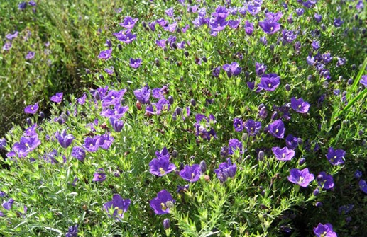 Nierembergia 'Purple Robe'