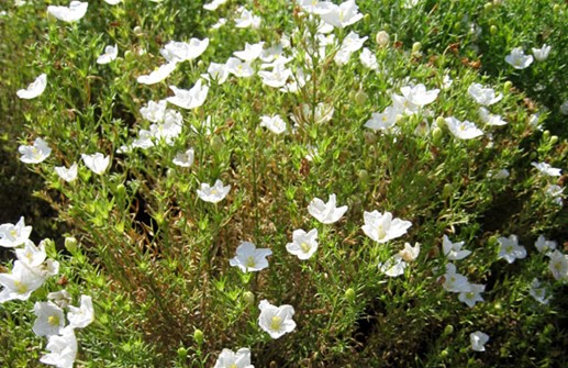 Nierembergia 'White Robe'