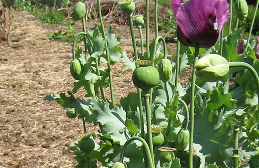 Opievallmo, frökapslar och blad