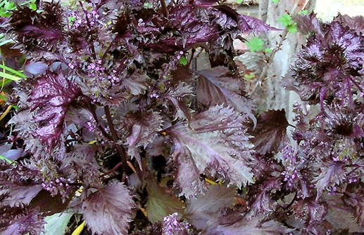 Bladmynta, blad och blomma