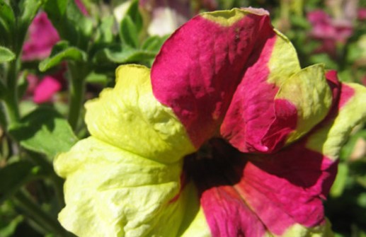 Petunia 'Sophistia Lime Bicolor', blomma